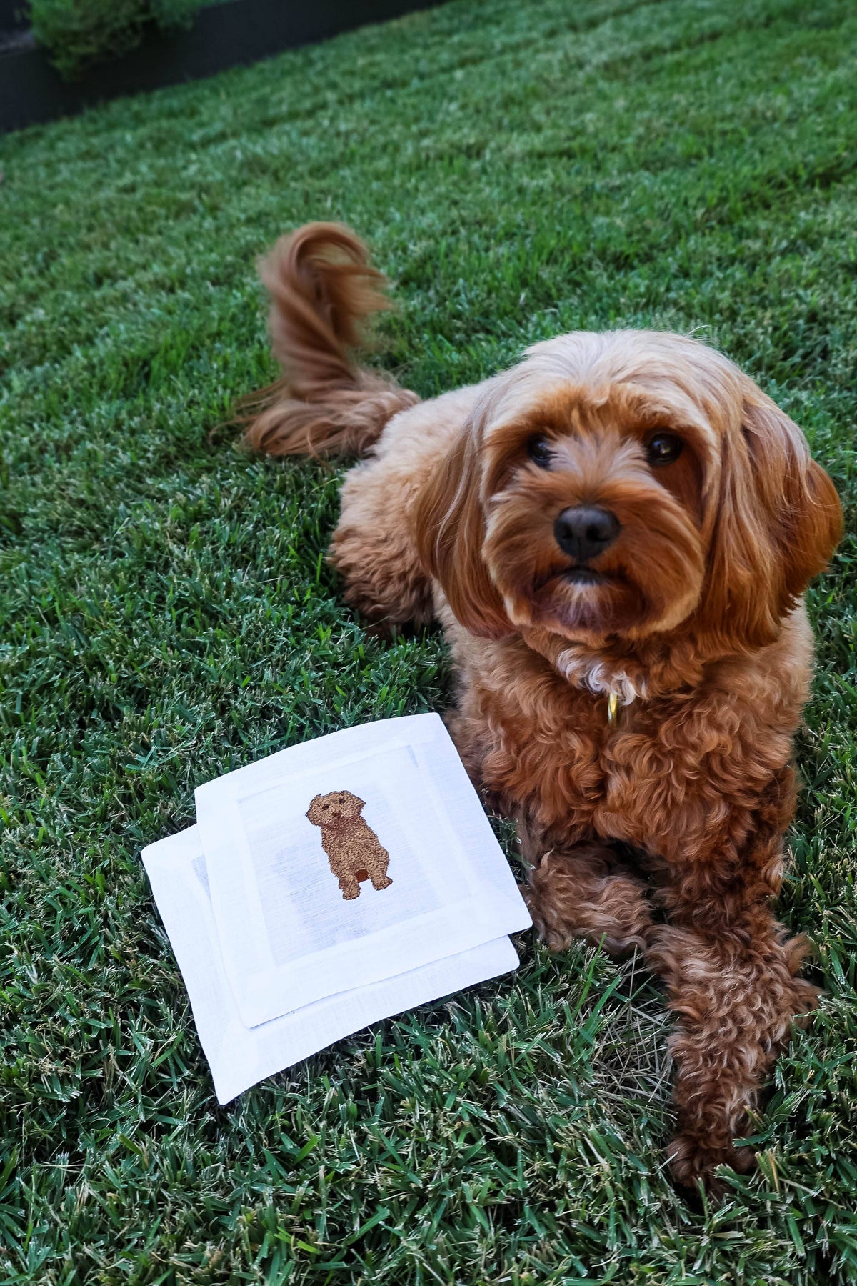 Embroidered Linen Cocktail Napkins - Cavapoo